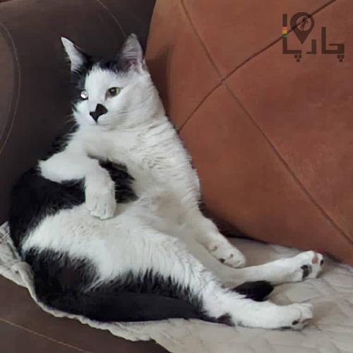 کمک برای نجات گربه گم شده